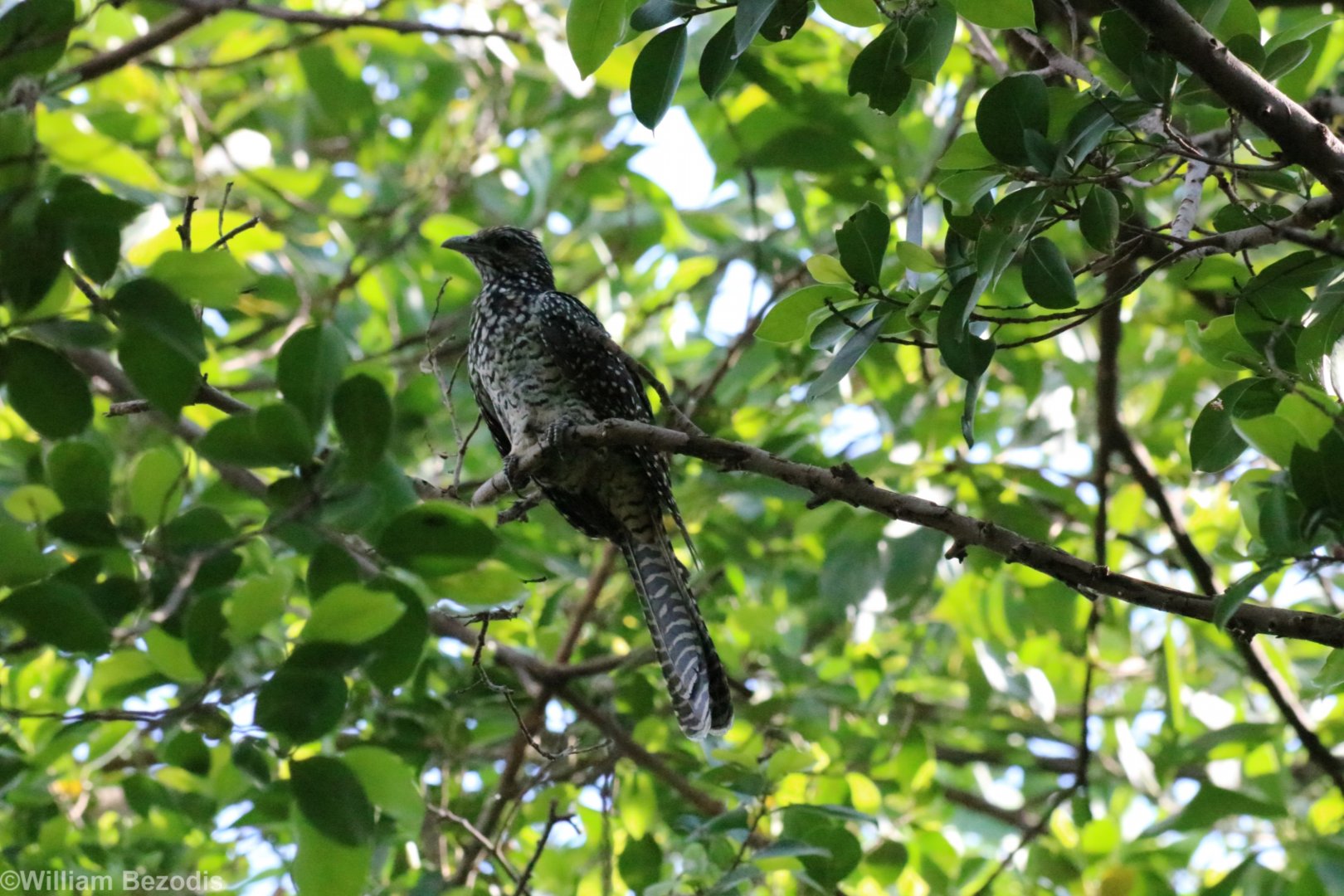 Asian Koel - Sri Nakhon Khuean Khan Park