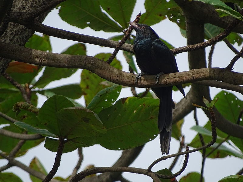 Asian koel