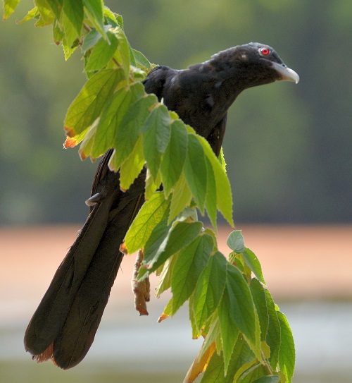 Asian koel