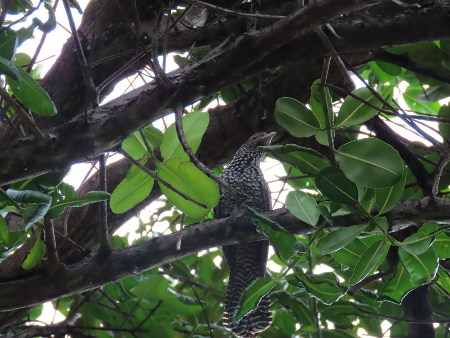 asian kole female oct 2021