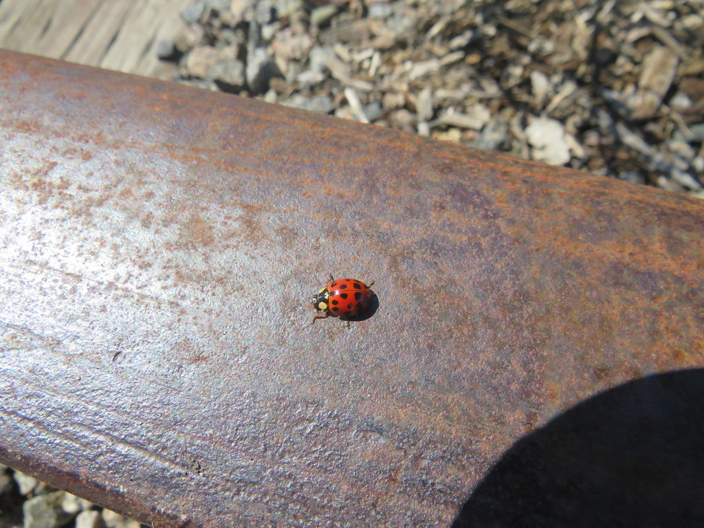 Asian Lady beetle.