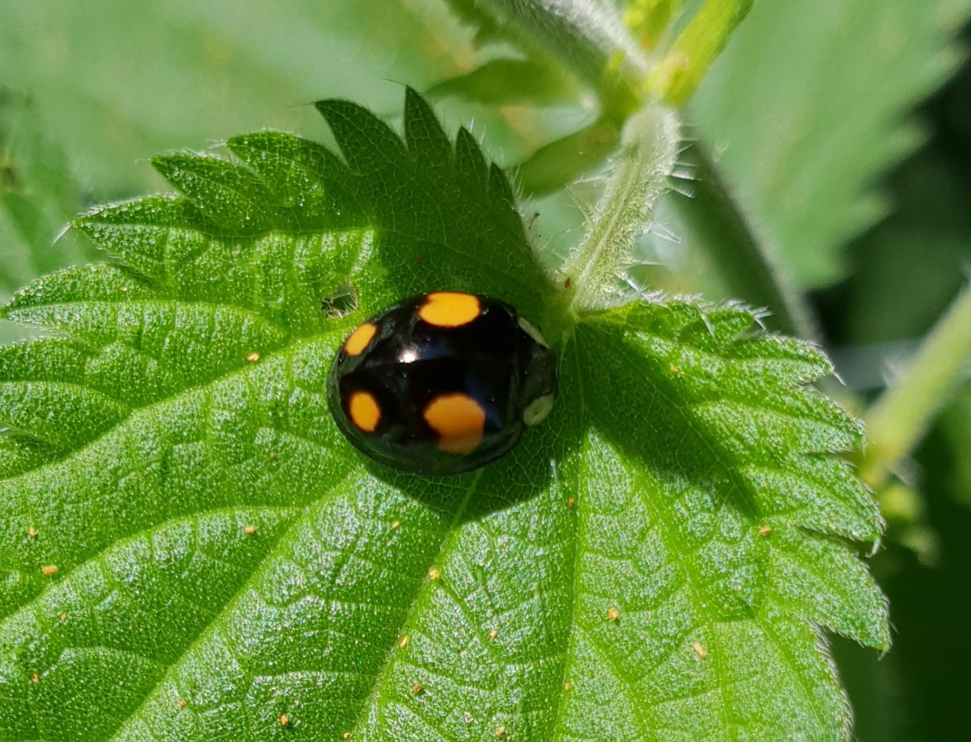 Asian ladybird - Harmonia axyridis
