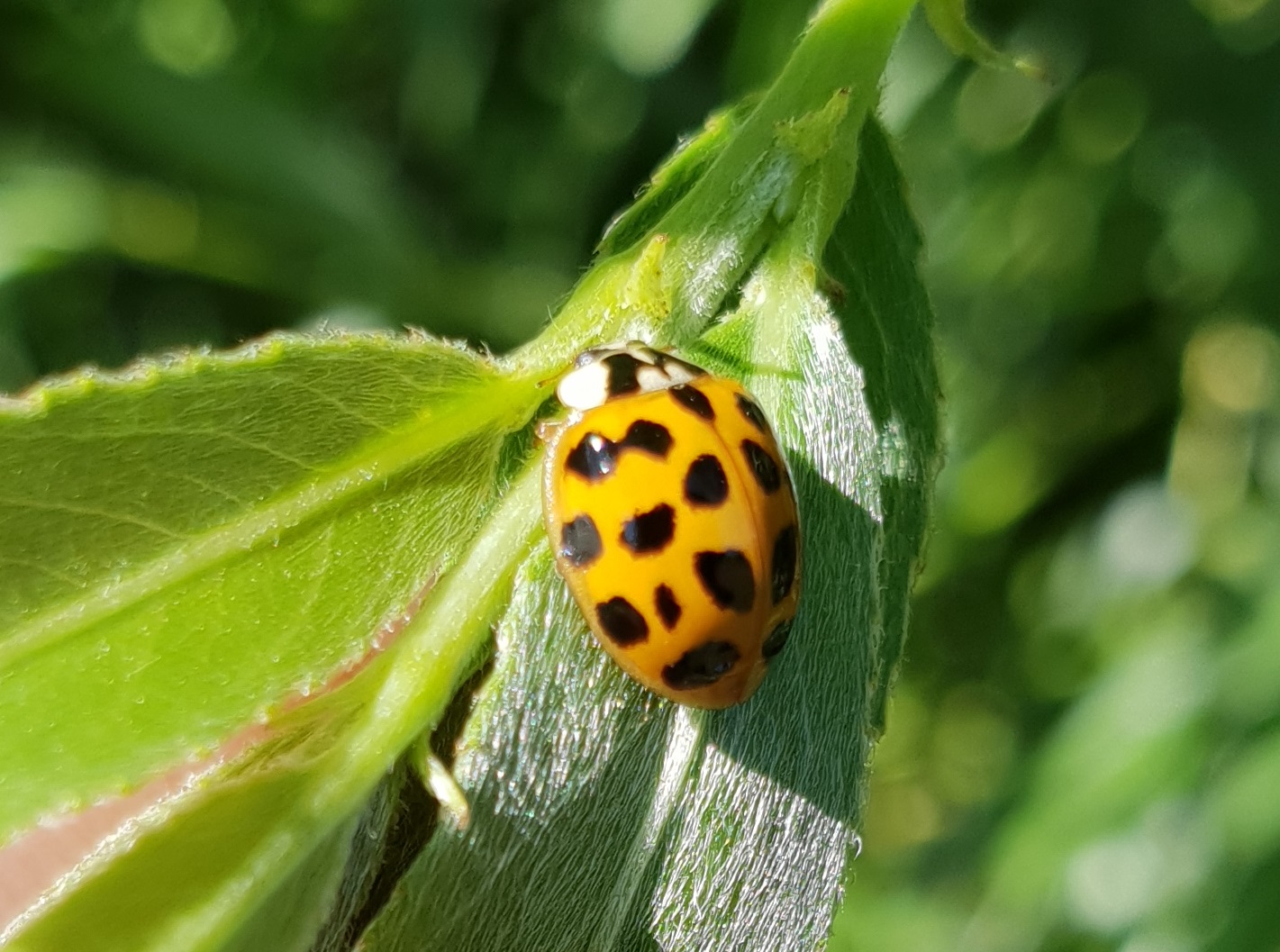 Asian ladybird - Harmonia axyridis
