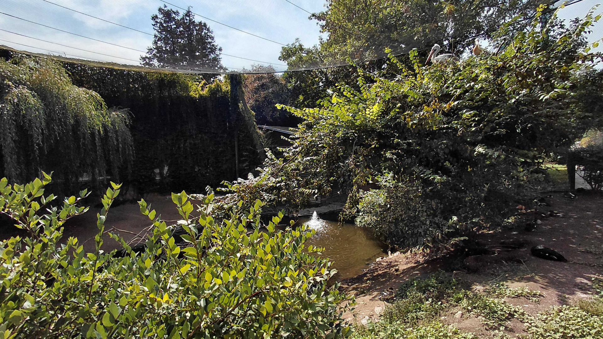 Asian lagoon walk in aviary