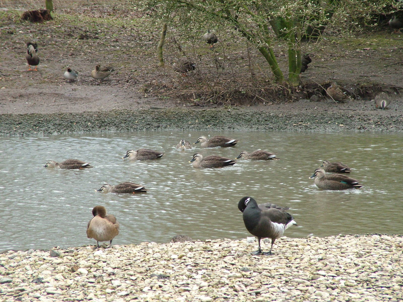 Asian Lake at Slimbridge 06/02/10