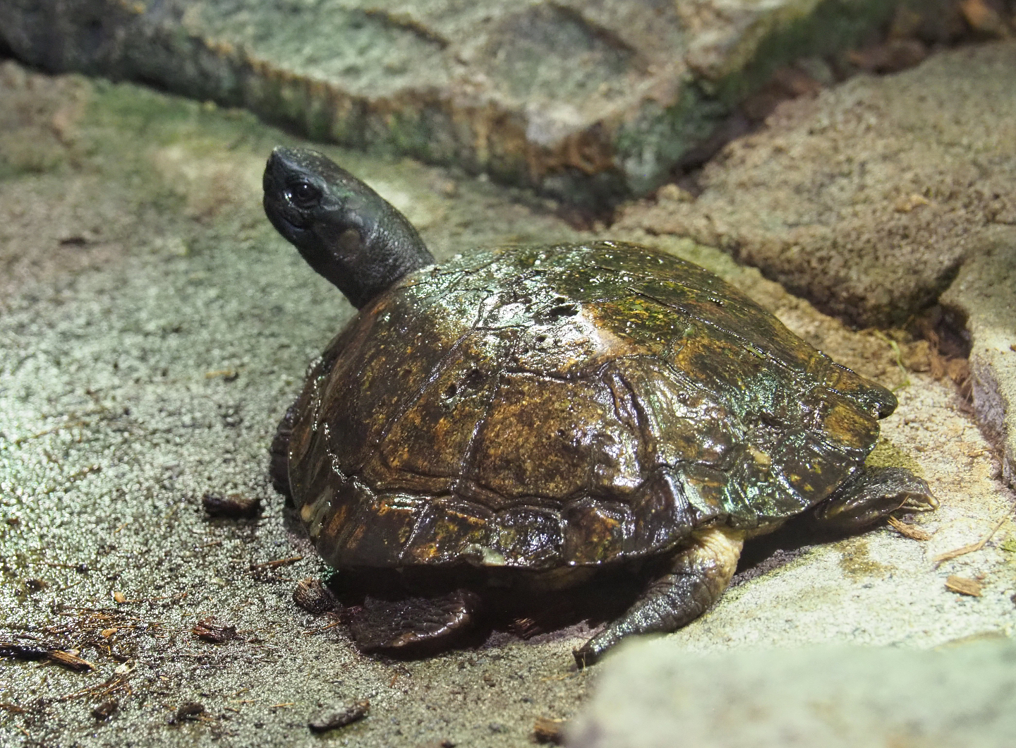 Asian leaf turtle (Cyclemys dentata), 2020-09-02