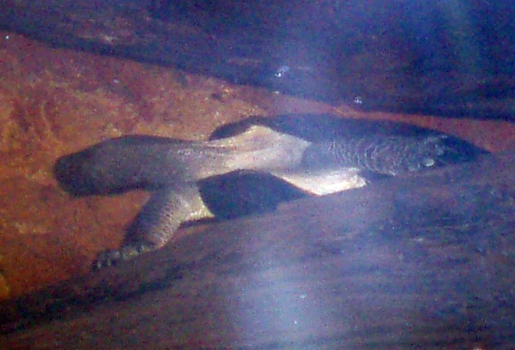 Asian Leaf Turtle (Cyclemys dentata)