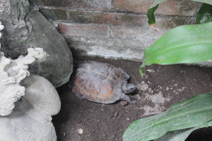 Asian leaf turtle (Cyclemys dentata)