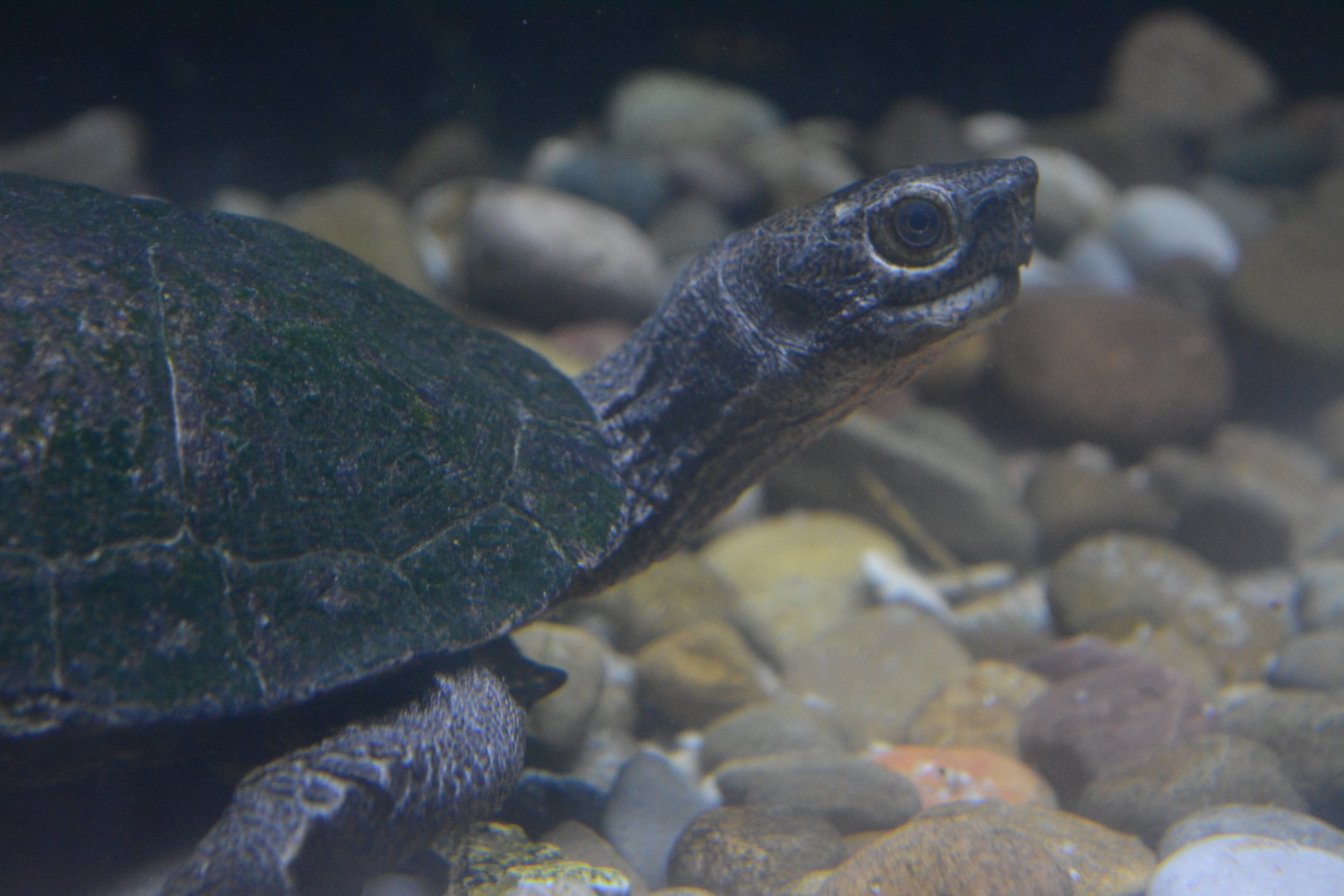 Asian leaf turtle Cyclemys dentata