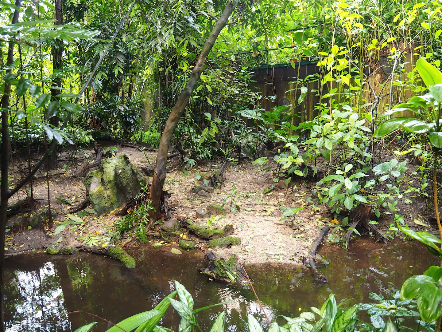 Asian leaf turtle exhibit, 2023-10-07