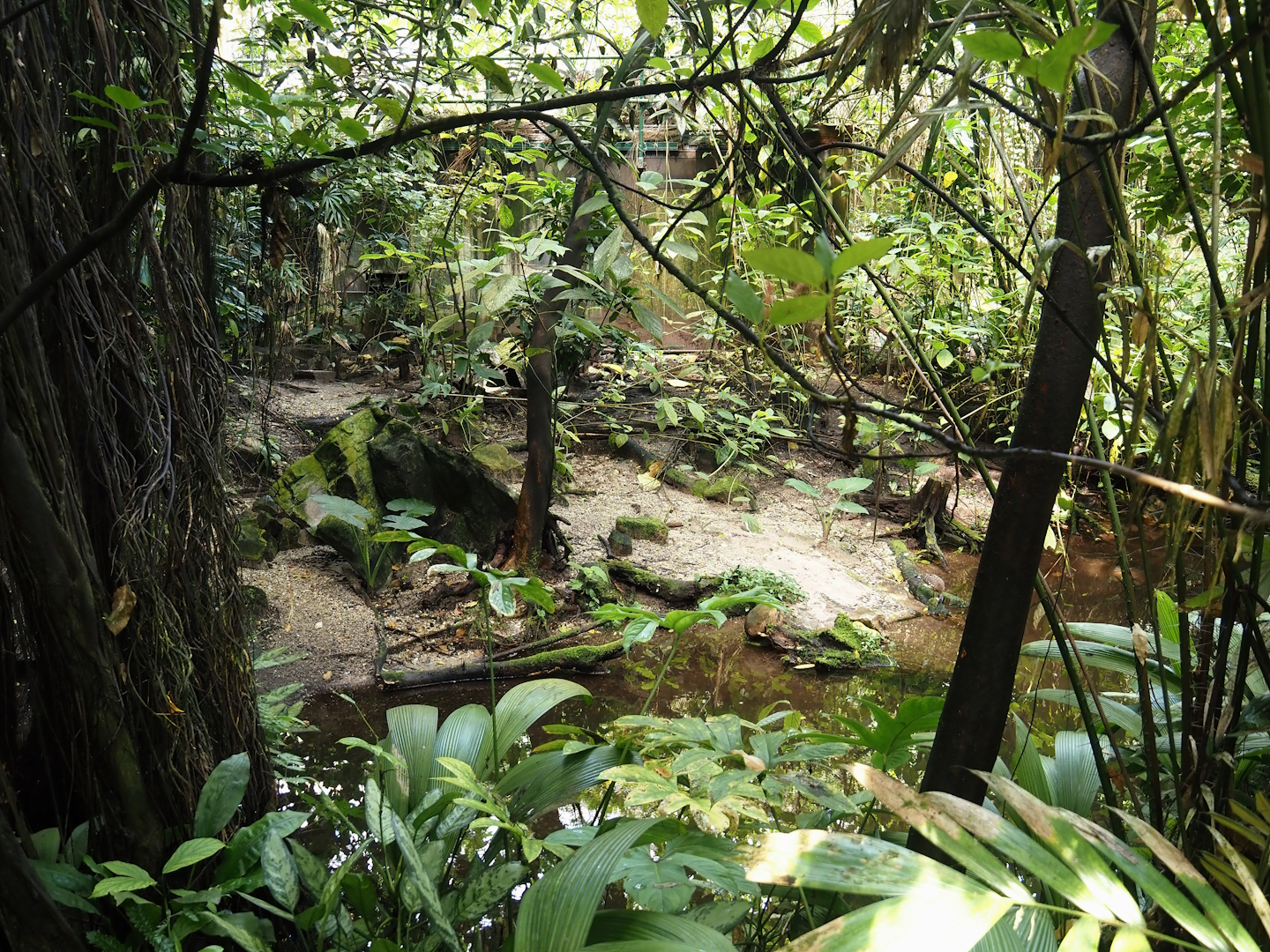 Asian leaf turtle exhibit in the Bush, 2025-05-17