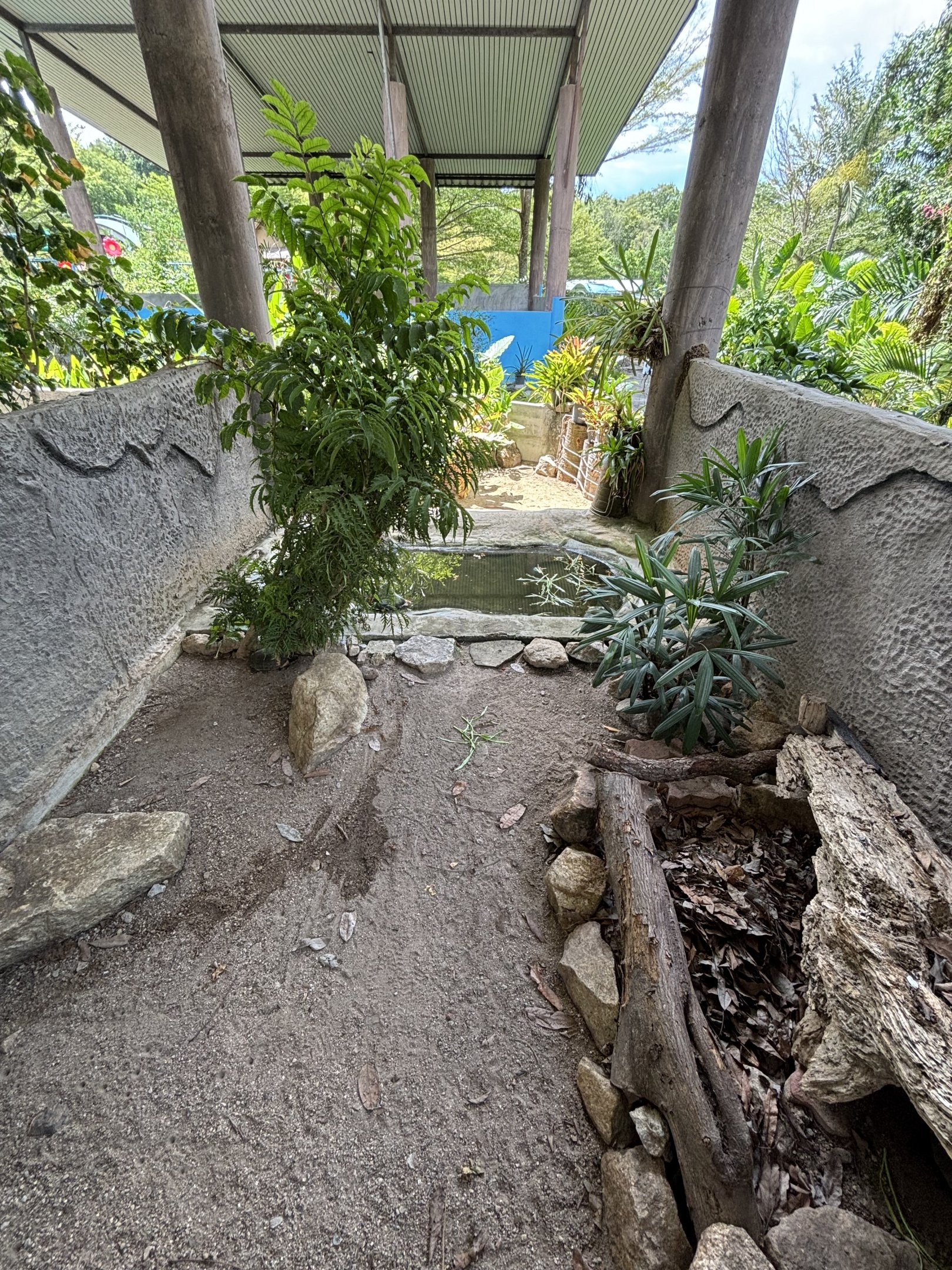 Asian Leaf Turtle Exhibit
