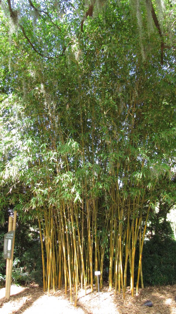 Asian Lemon Bamboo