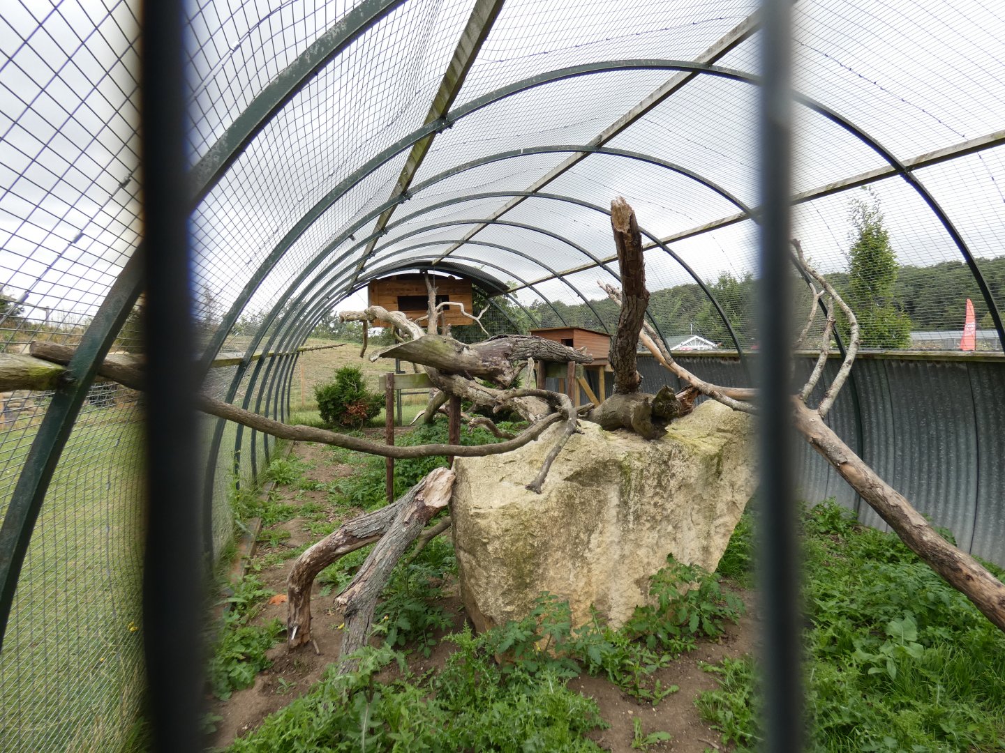 Asian leopard cat enclosure interior