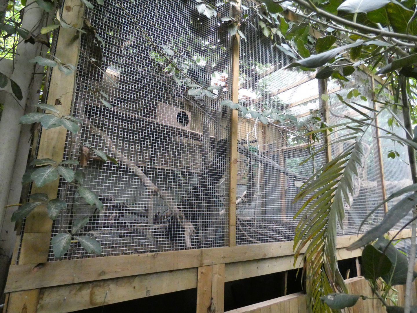 Asian leopard cat enclosure (Plantasia Swansea)