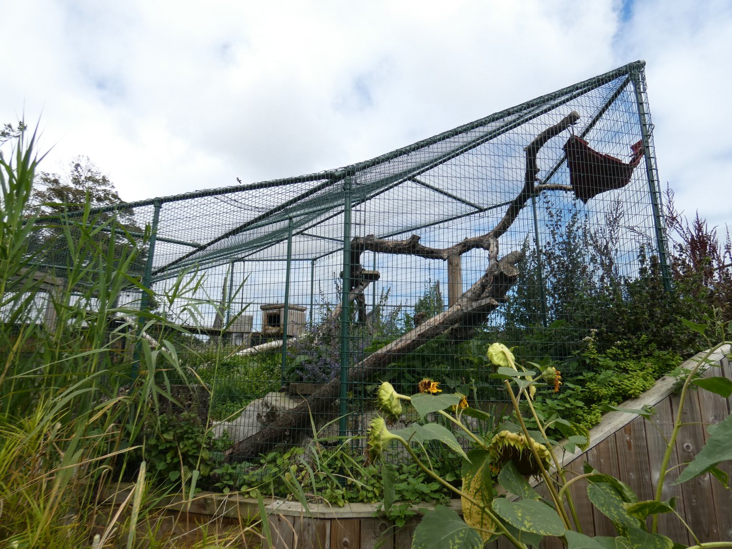 Asian leopard cat enclosure