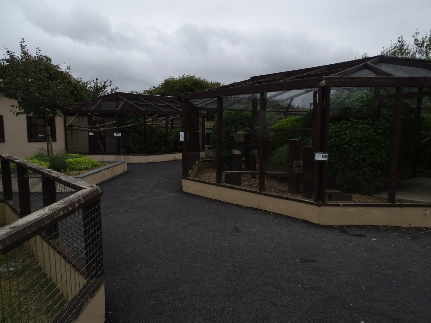 Asian Leopard Cat exhibit on right, Blue and Yellow Macaws ahead, 1st July 2024