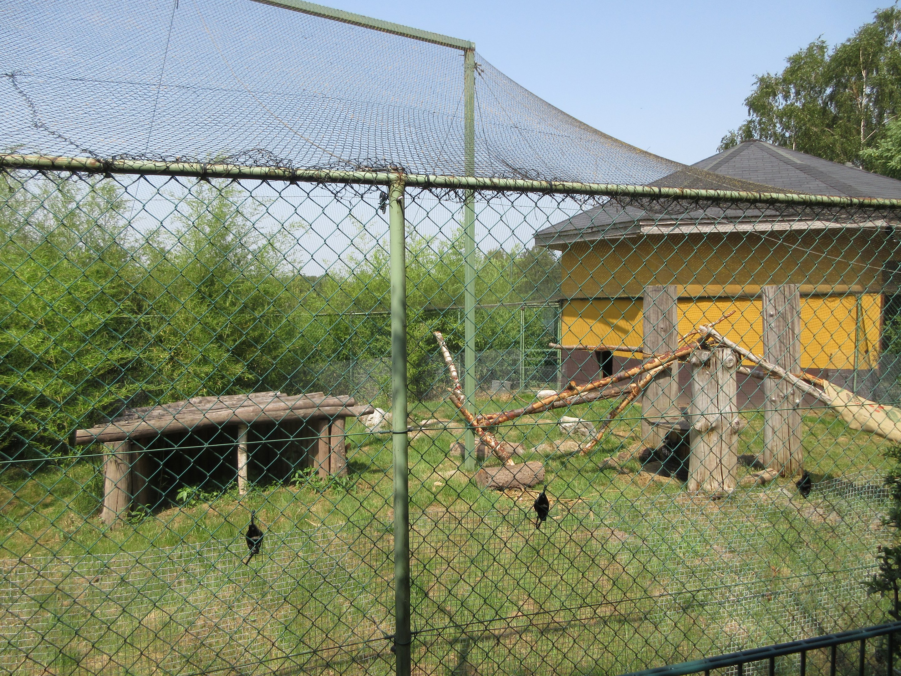 Asian Leopard Cat Exhibit