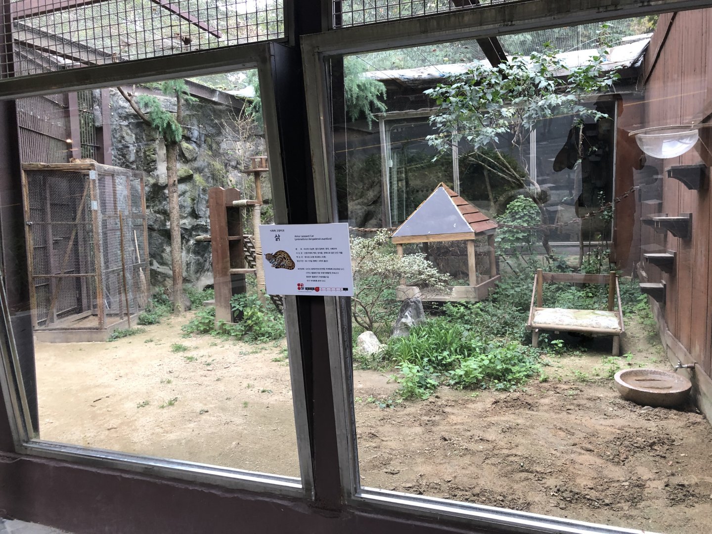 Asian Leopard Cat Exhibit