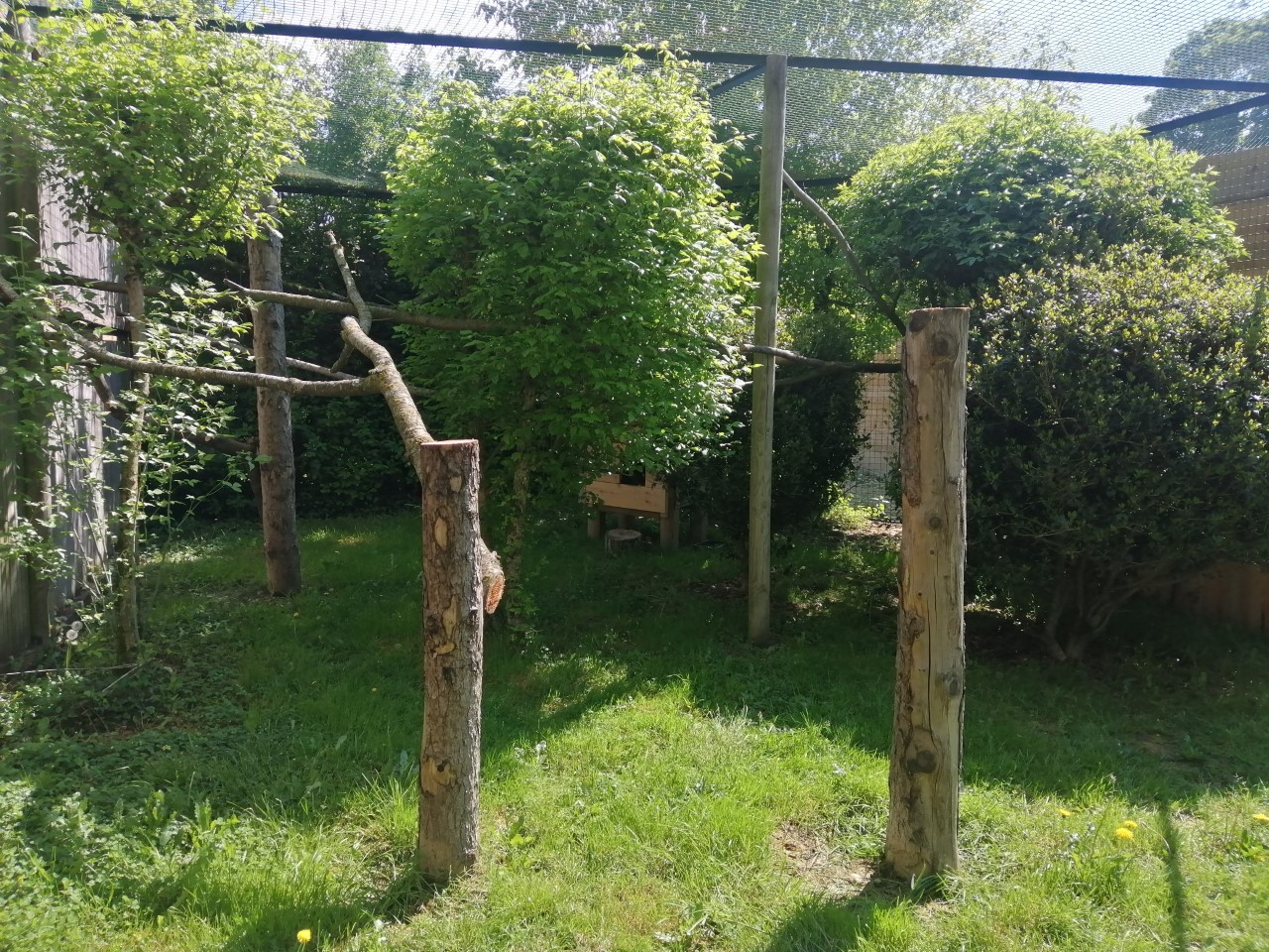 Asian Leopard Cat Exhibit