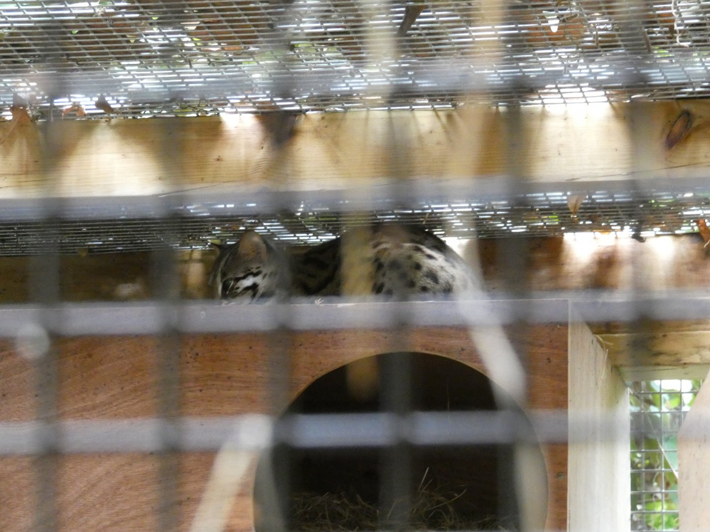 Asian leopard cat (Plantasia Swansea)