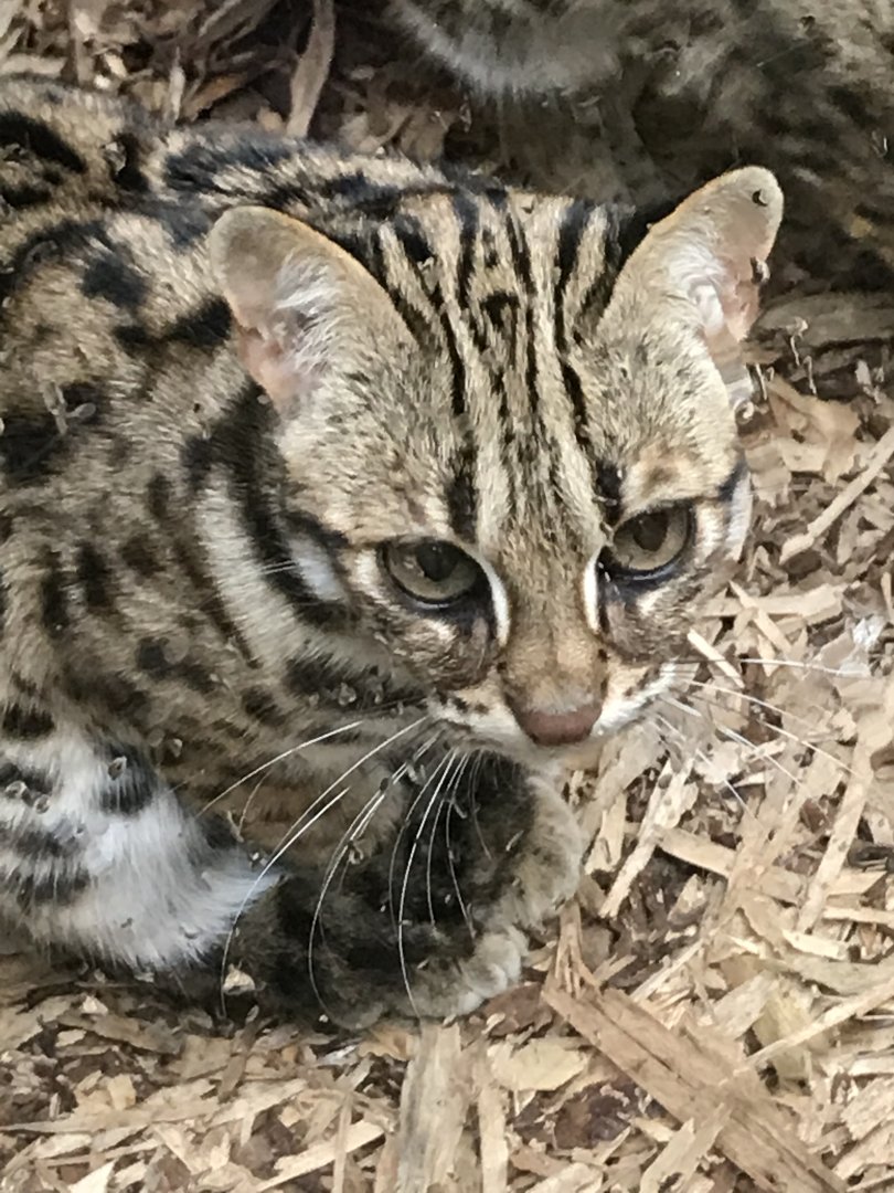 Asian Leopard Cat