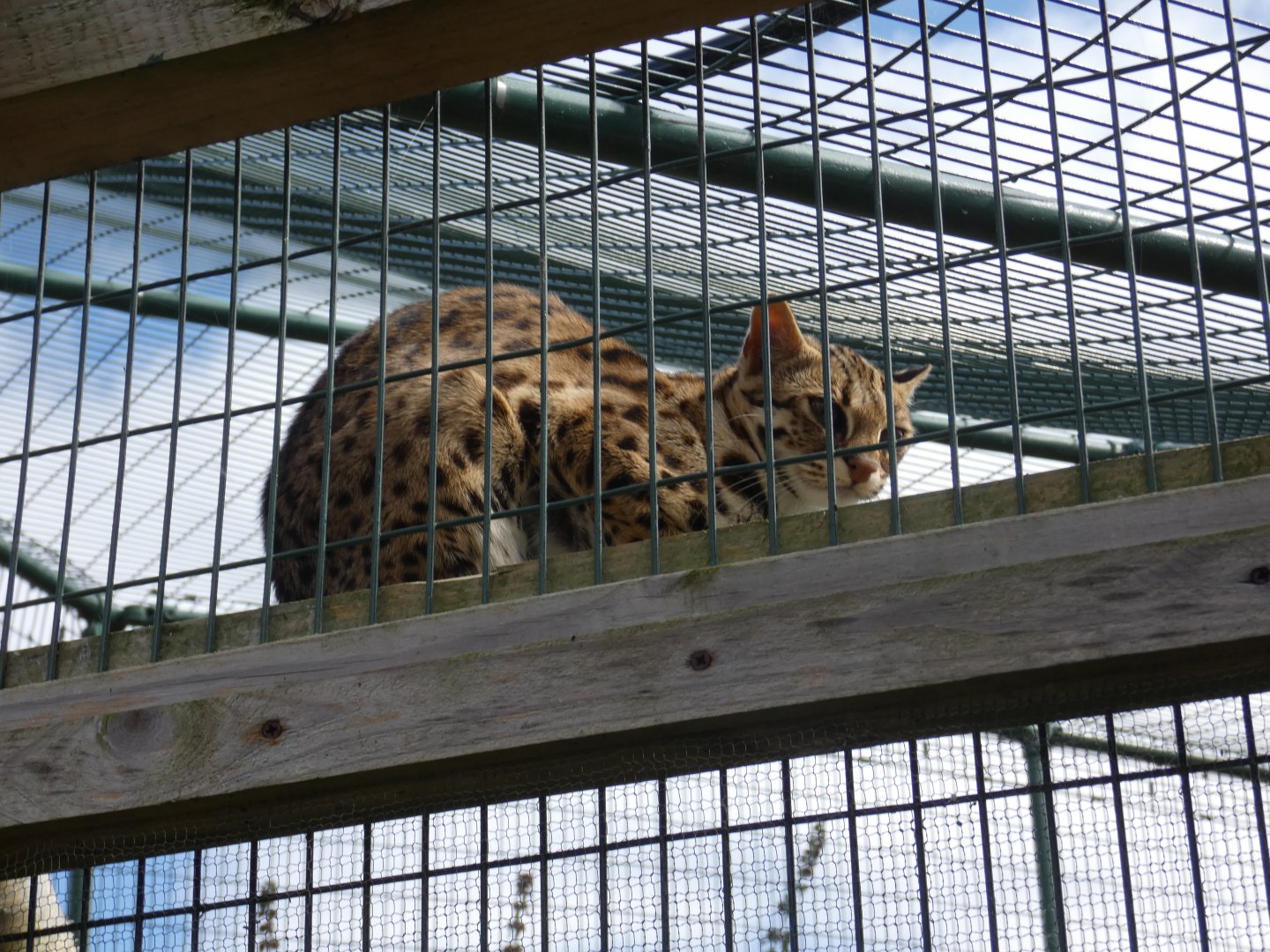Asian leopard cat