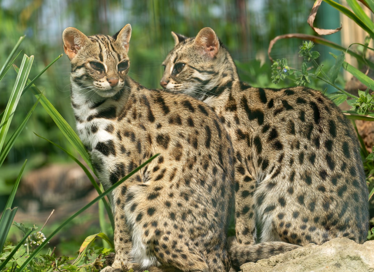 Asian Leopard cats, Thrigby Hall, UK