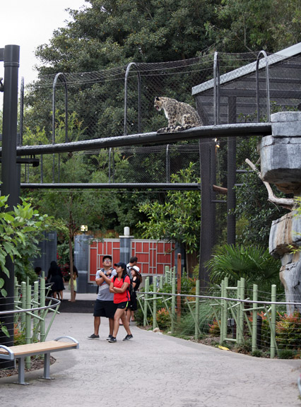 Asian leopard complex