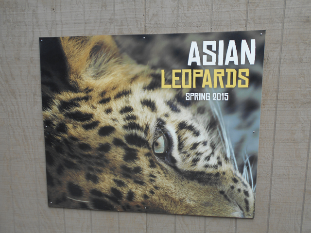 Asian leopard exhibits coming Spring 2015