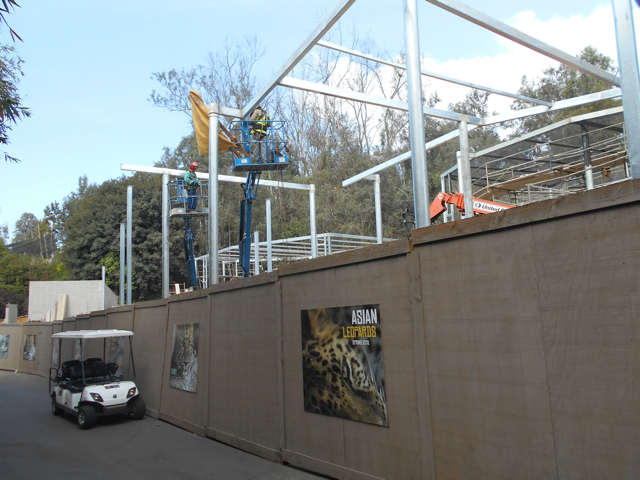 Asian leopard exhibits construction