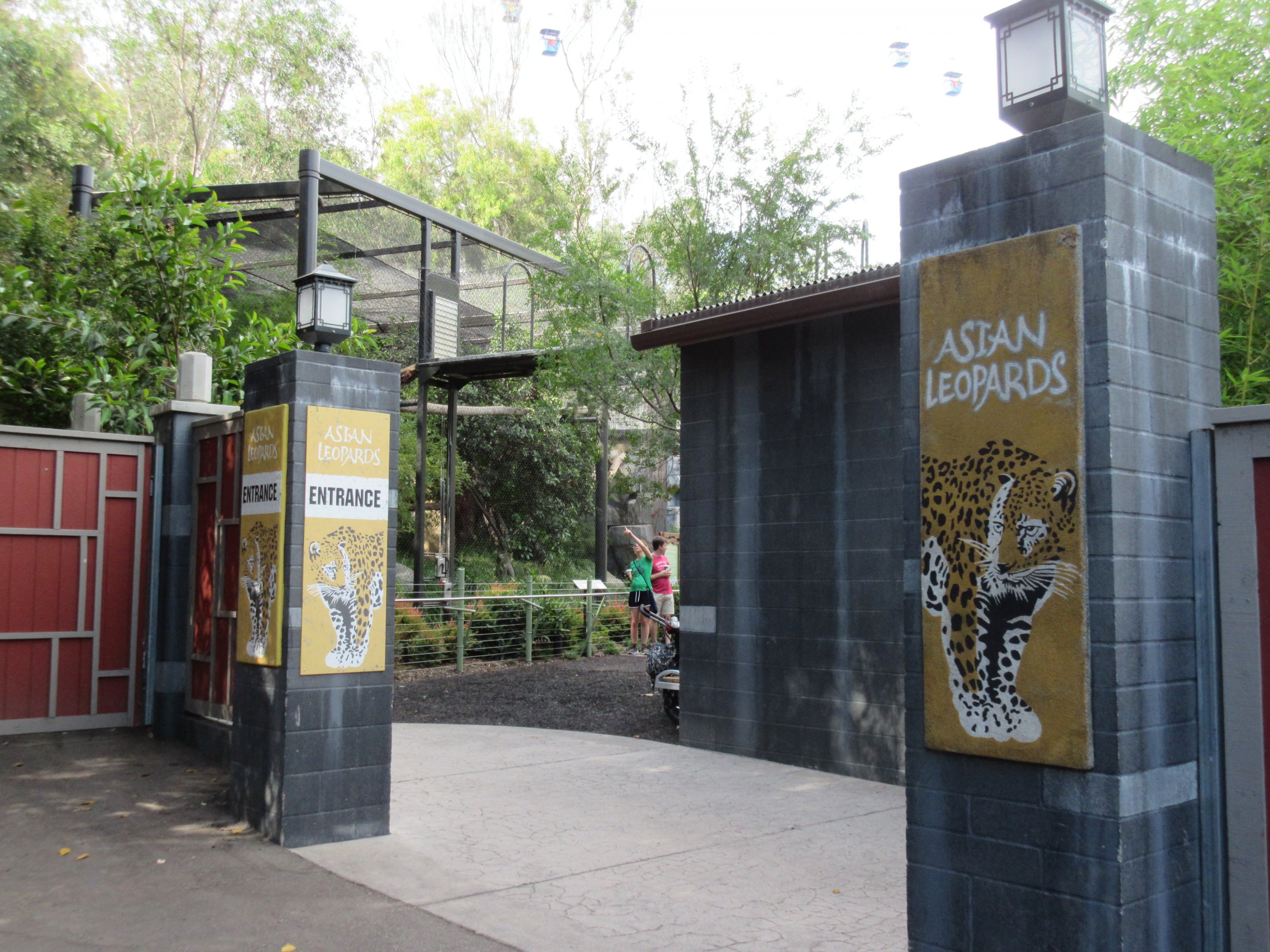 Asian Leopards (Amur + Snow)