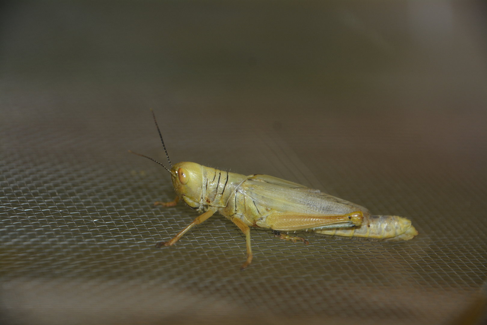 Asian lined short-horned grasshopper (Hieroglyphus annulicornis)