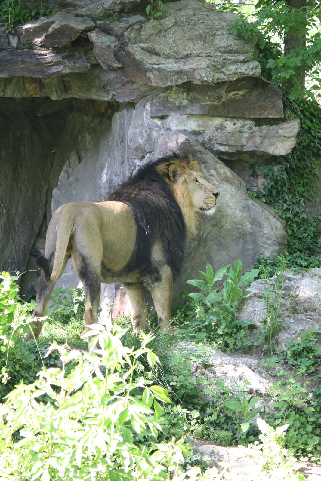 Asian lion - 4 June 2010