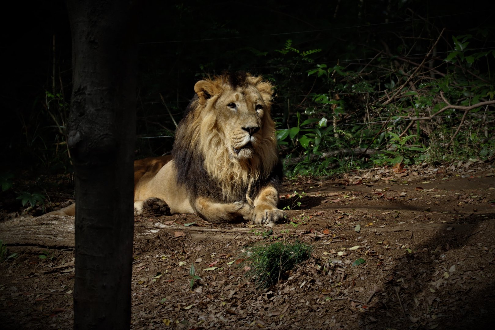 Asian lion - Asian Tropical Forest