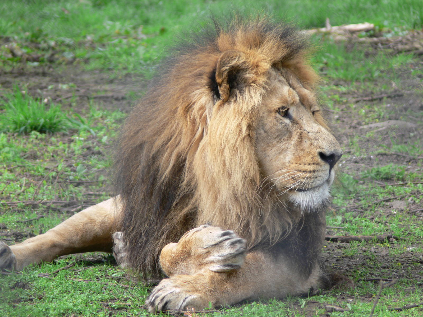 Asian Lion at Chester Zoo, 14/04/14