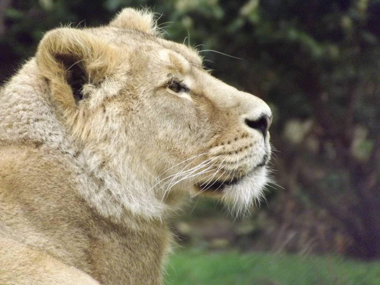 Asian Lion at Chester Zoo 31/03/12
