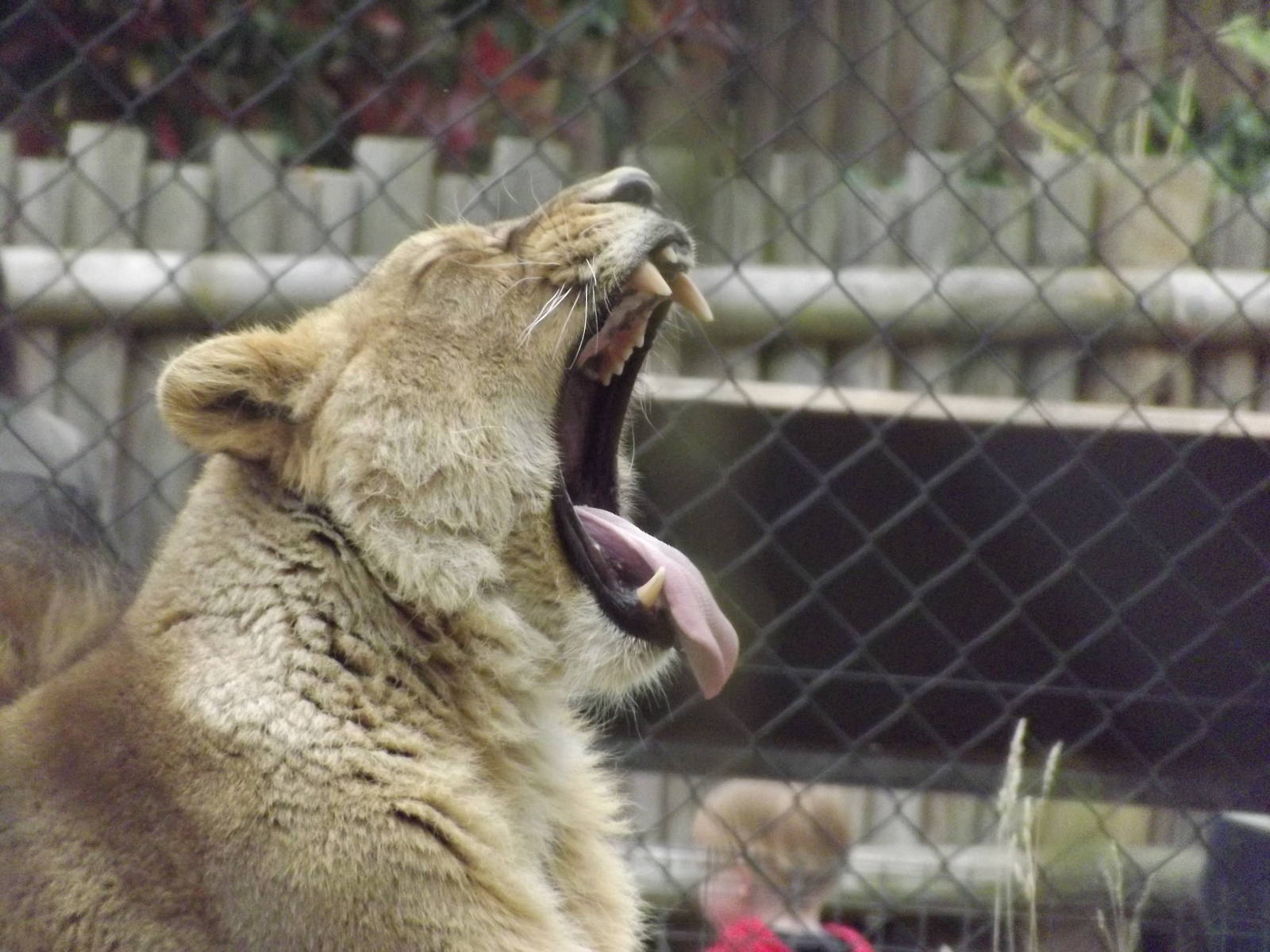 Asian Lion at Chesterr Zoo 31/03/12