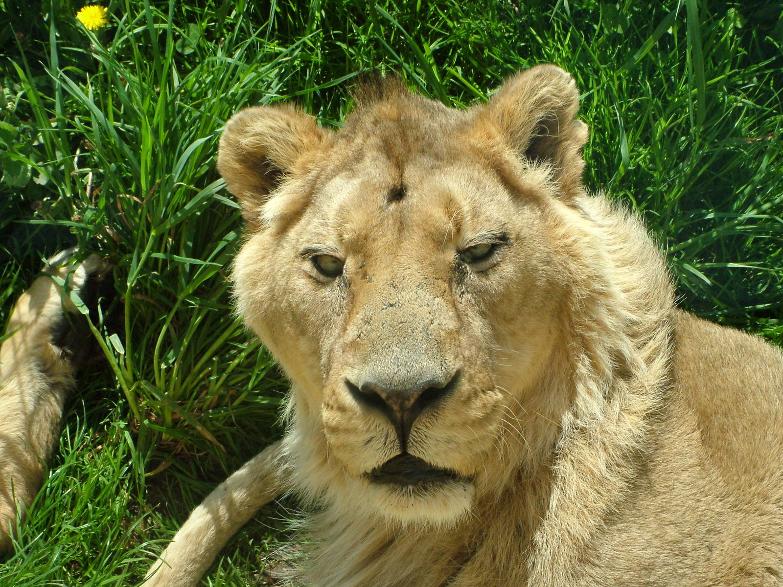 Asian Lion at Cotswold WP, 12/05/12