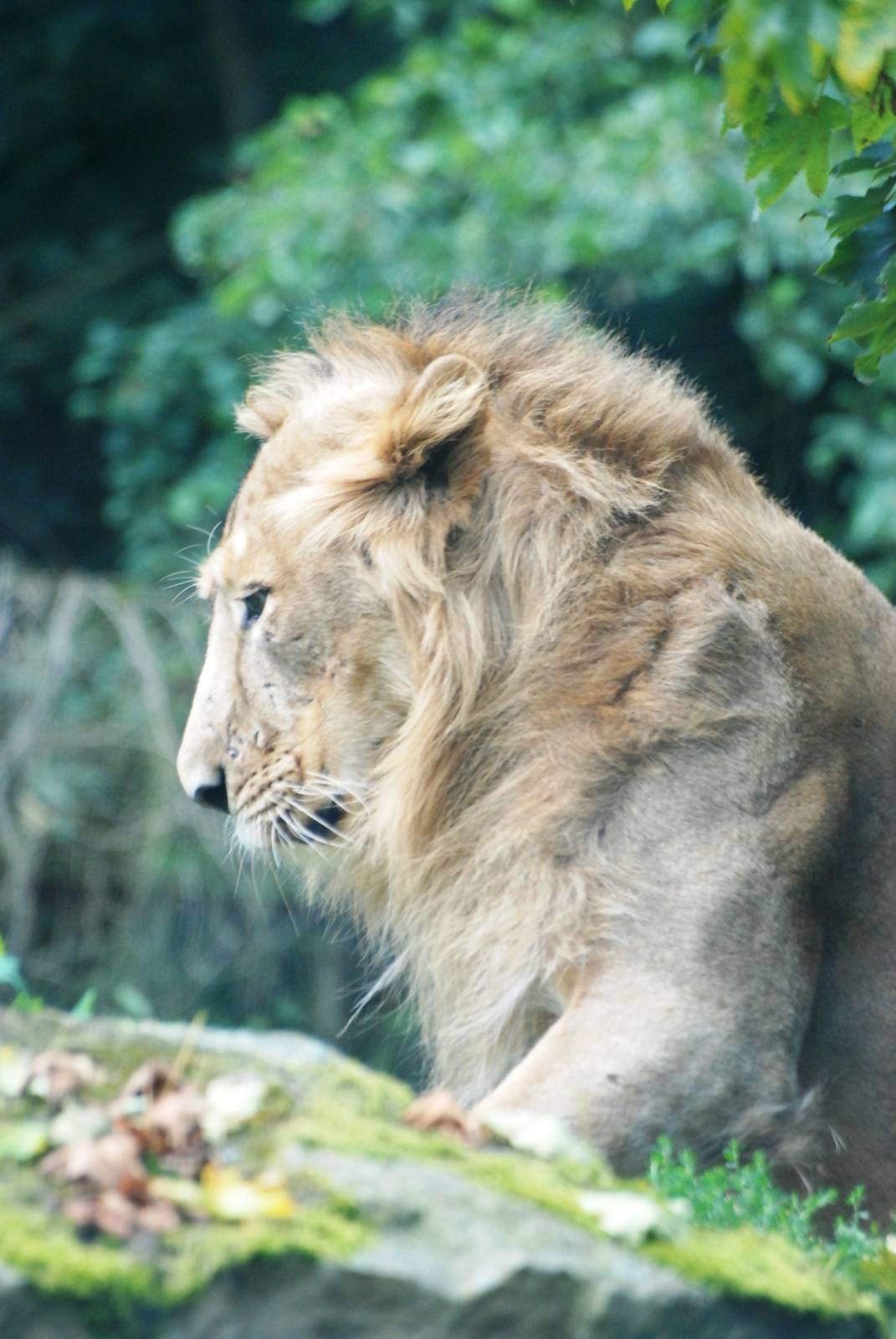 Asian Lion at Dvur Kralove, 27/08/12