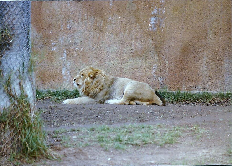Asian Lion - Circa 1980