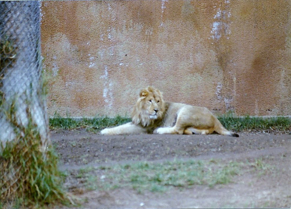 Asian Lion - Circa 1980