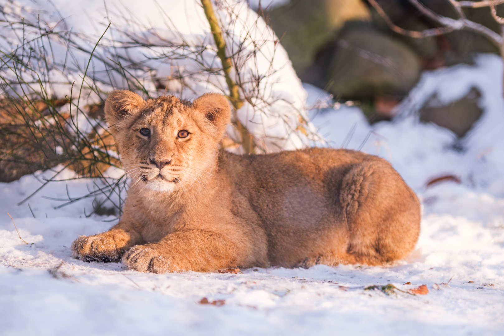 Asian lion cub in the snow at Schwerin