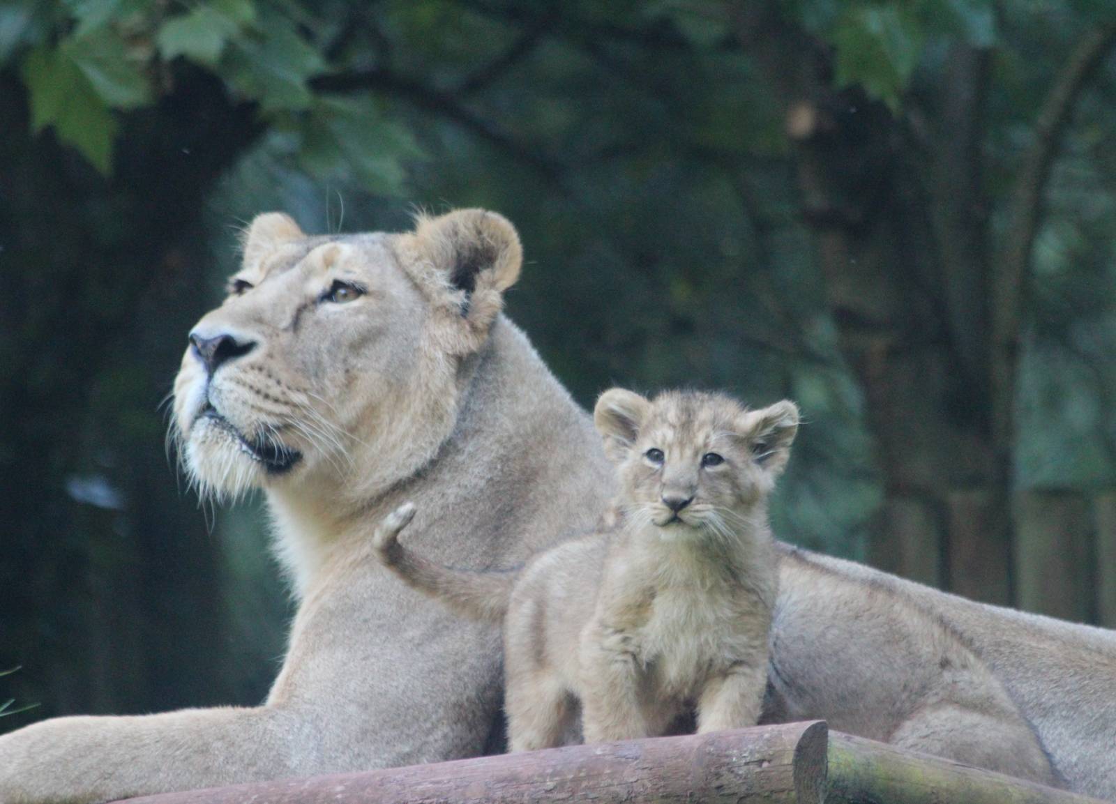Asian Lion cub with mother