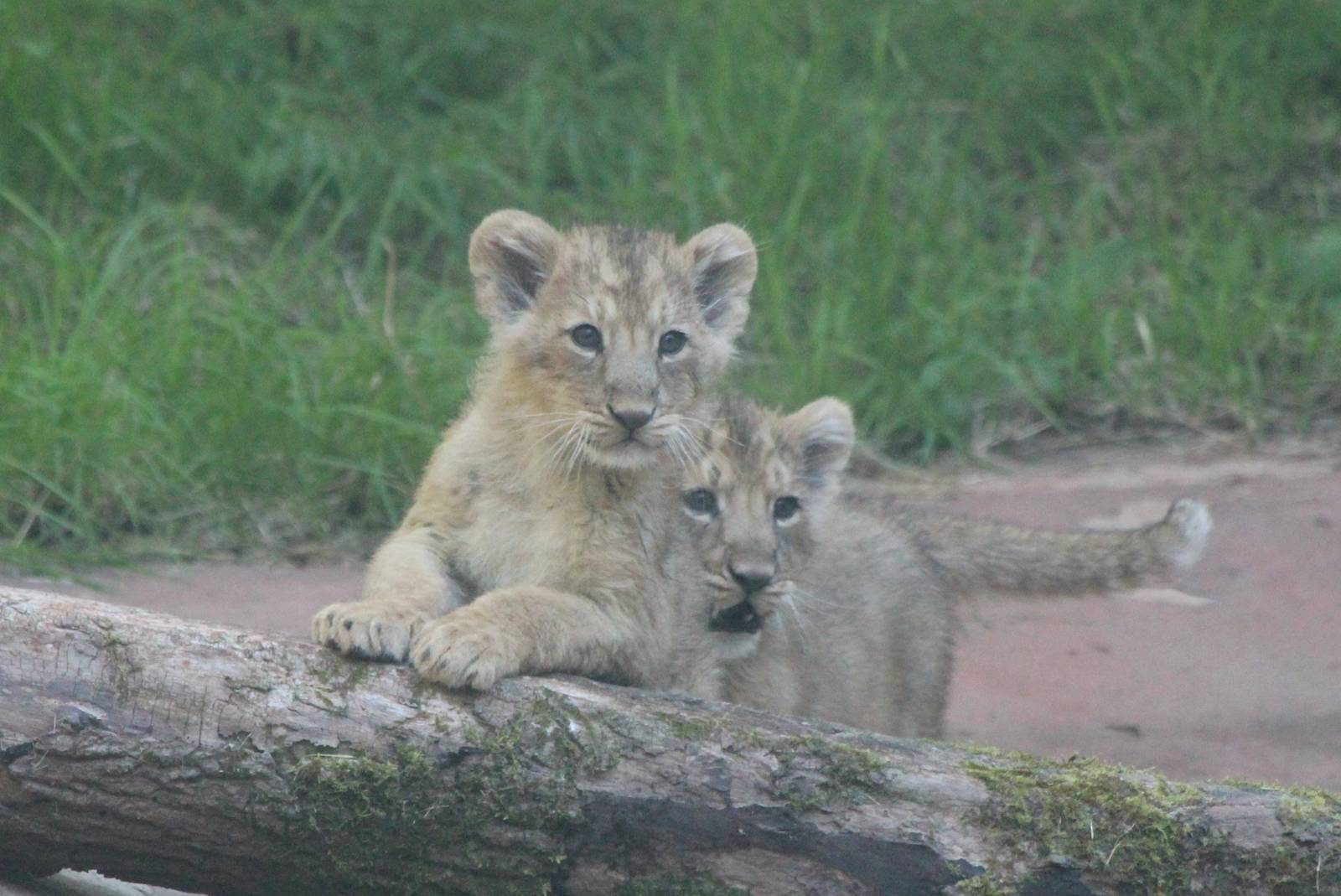 Asian Lion cubs