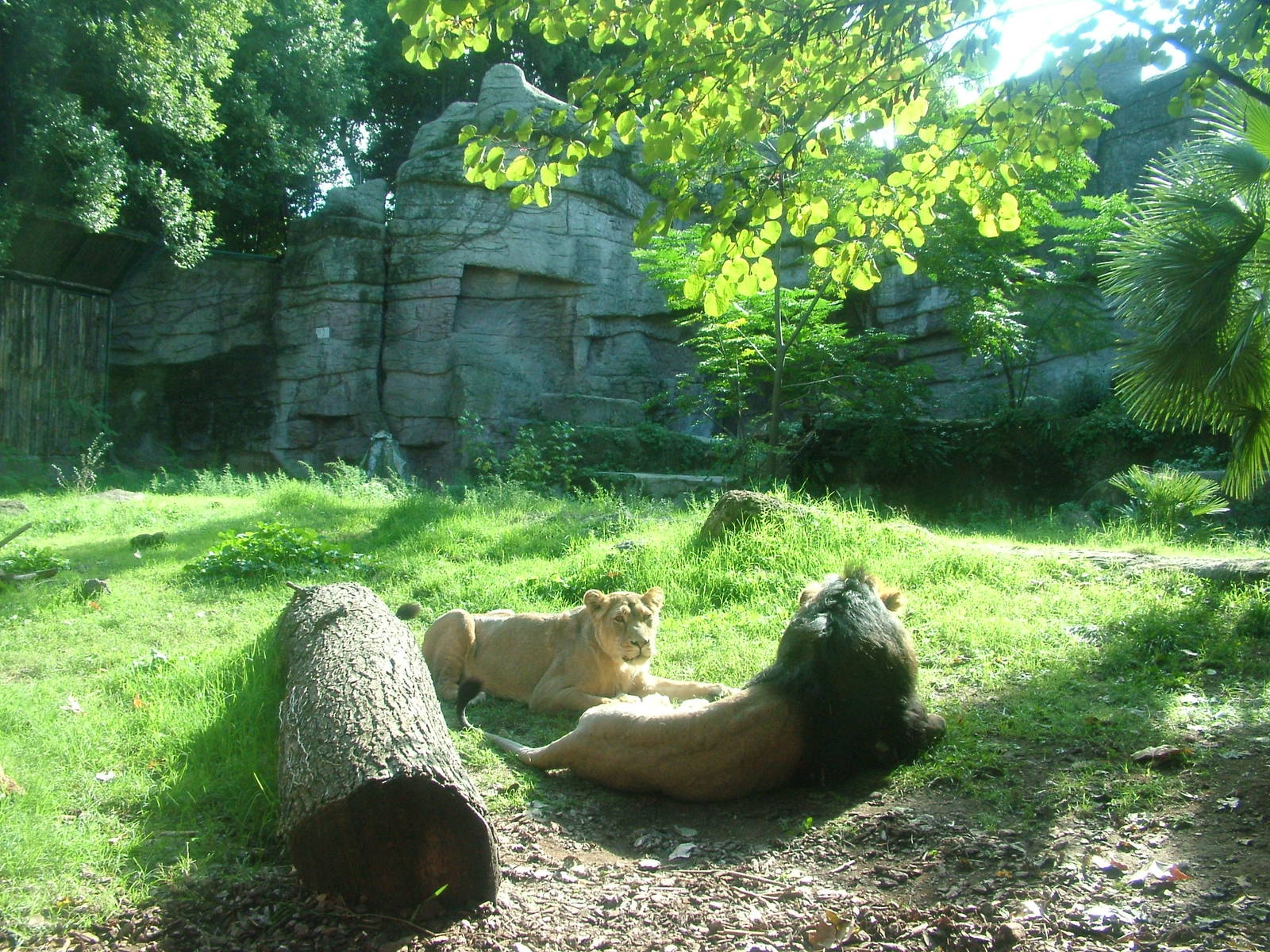 Asian Lion enclosure at Bioparco Rome 15/10/09