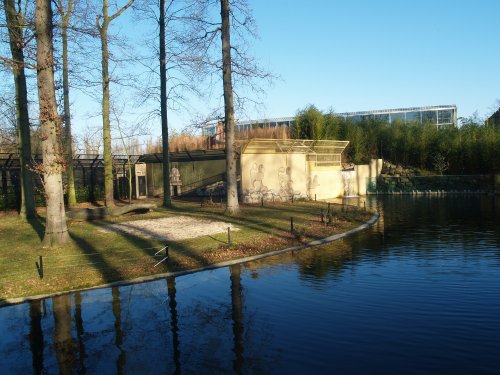 Asian lion enclosure at Planckendael
