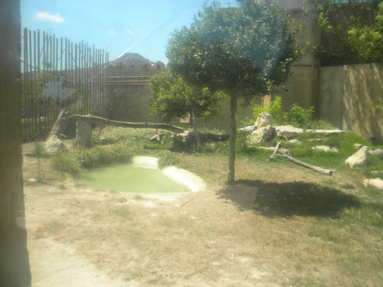 Asian Lion enclosure at Terra Natura 29/07/11