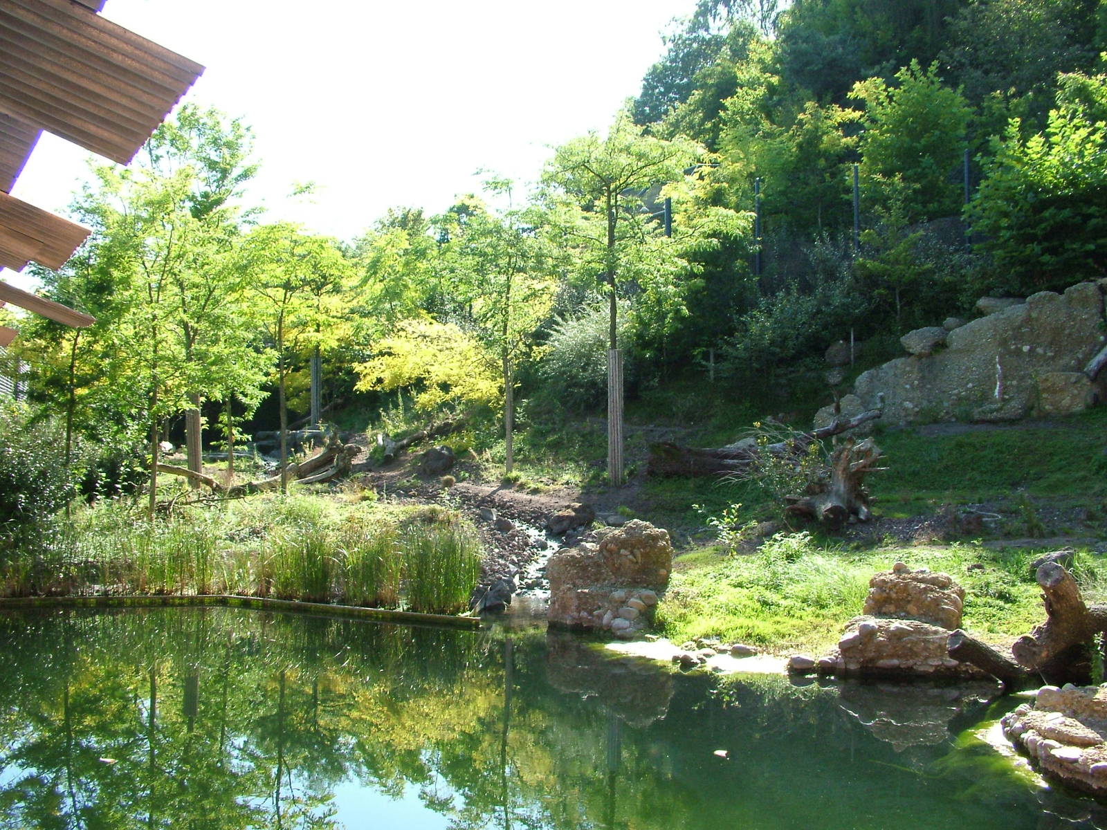 Asian Lion enclosure at Zurich 31/08/09