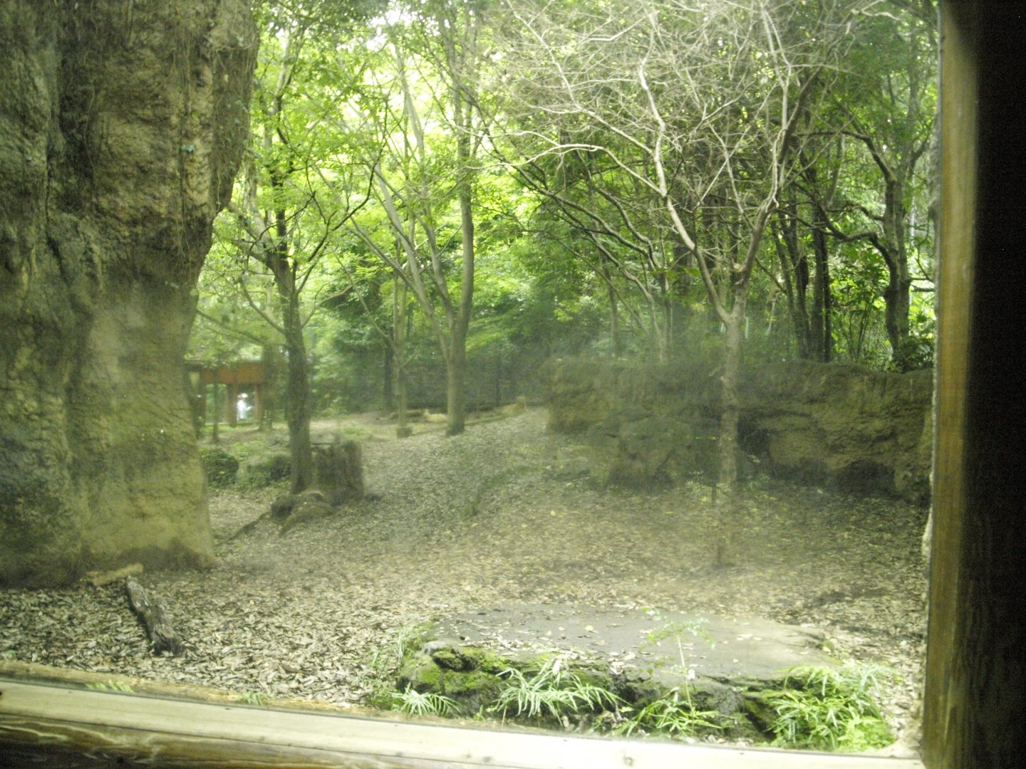 Asian lion enclosure